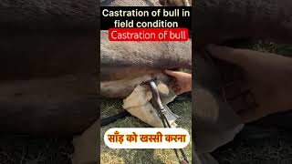 Castration of bull l dr Umar khan [upl. by Naegem698]