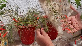 Beautiful Flowering Plant  Russelia  Coral Fountain Plant  Fun Gardening [upl. by Rickert210]