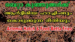 How To Hatch Artemia Malayalam  Artemia Hatch  Artemia Culture  Aqua Tales  Das Intermedia [upl. by Airalav]