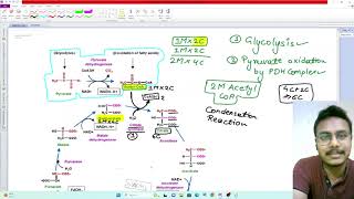 Krebs Cycle TCA Cycle In Hindi Bsc Msc Krebs TCA Cycle In Hindi Bsc Msc NEET UG NTA 2024 [upl. by Juditha]