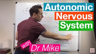 Autonomic Nervous System [upl. by Calida395]