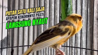 SUARA Kenari Gacor AMPUH Ngerol Panjang PANCINGAN KENARI AGAR BUNYI Jadikan BURUNG KENARI GACOR [upl. by Aneetsirk]