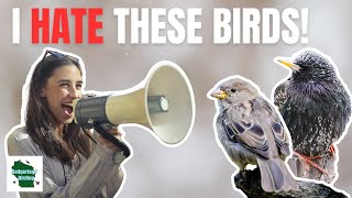 The 5 Most Polarizing Birds in North America [upl. by Tana]