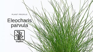 Eleocharis parvula  Dwarf hairgrass [upl. by Dnaltroc]