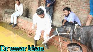 Impaction of rumen in buffalo lगौबर के बन्द का इलाज। Dr umar khan [upl. by Enomar]