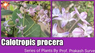 Calotropis Ruee Plant Family  Apocynacea Std 12  By Prof Prakash Surve  Moderator [upl. by Eidson211]