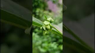 Clerodendrum serratum Verbenaceae family nature forestflower trending gardening natureforest [upl. by Alathia]