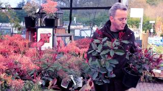 Glendoick Photinia and Pieris [upl. by Lunseth]