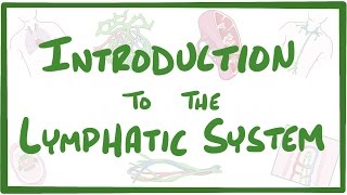 Introduction to the Lymphatic System [upl. by Giraud]