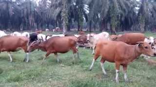 The wild cattle in Indonesia [upl. by Kendre]