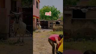 माँ आई 🐦‍🔥 देखो बचाने🐦‍🔥 cow cowvideo comedy youtubeshorts radha youtube ytviral viral [upl. by Lunn]