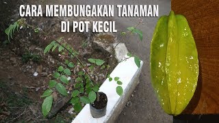 CARA MEMBUNGAKAN TANAMAN BELIMBING DI POT KECIL DENGAN METODE SAMBUNG PUCUK [upl. by Edy]