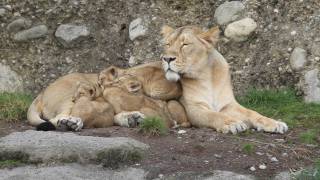 Die vier Löwenbabys  Zoo Zürich [upl. by Atinoj664]