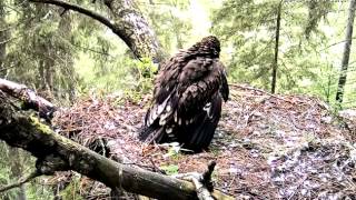 Goshawk attacks cause the death of Lesser Spotted Eagle dear Stephi [upl. by Threlkeld581]