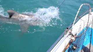 Tiger Shark eats another Shark in shallow water [upl. by Cecilla]