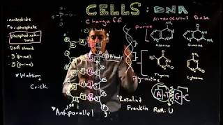 dsDNA Structure [upl. by Aynor8]