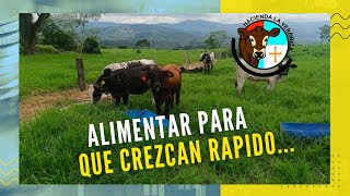 ALIMENTAR PARA QUE LAS PEQUEÑAS TERNERAS CREZCAN RAPIDO [upl. by Olgnaed]