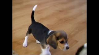 Beagle puppies playing barking and having fun [upl. by Ydac]