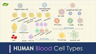 Human Blood Cell Types  Immunology  Basic Science Series [upl. by Euqinot]