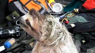 Three Toed Sloth A feamle screaming for a male [upl. by Hakan]