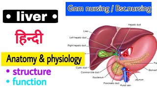 Liver anatomy and physiology nursing viral video [upl. by Bolling274]