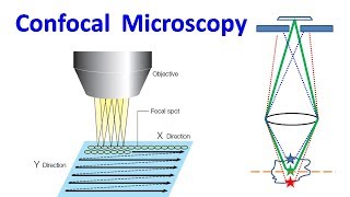 Confocal Microscopy [upl. by Neeli]