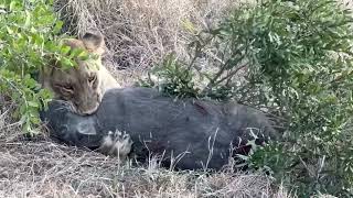 🦁 WildDrama Lion Takes Down Warthog 🐗 [upl. by Happ]