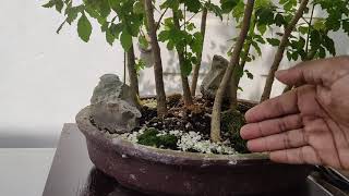 My Candle Tree Forest Pruning for the Future  Try Bonsai [upl. by Elahcar]