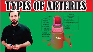 11 Types of Arteries  Elastic arteries  Muscular arteries Arterioles meta arterioles [upl. by Argent]