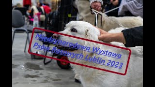 Międzynarodowa Wystawa Psów Rasowych Lublin 2023 [upl. by Granny]