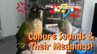 Green Cheek Conure Sounds amp Their Meanings  Parrot Behaviour  TheParrotTeacher [upl. by Nipahc]