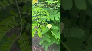 Sulphur butterfly laying eggs on Barbados pride Peacock flowerCaesalpinia pulcherrima butterfly [upl. by Eihctir923]