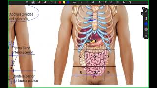 SEMIOLOGÍA ABDOMINAL NORMAL INTRODUCCIÓN [upl. by Tallu764]