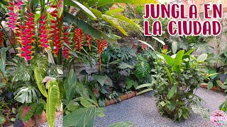 Transformó su patio en una JUNGLA TROPICAL en pleno centro de MEDELLÍN │Candy Bu [upl. by Kamillah]