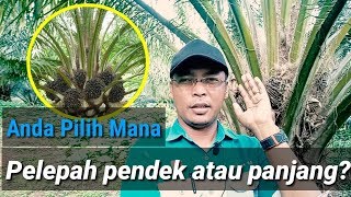 kelapa sawit pelepah pendek apa keunggulannya [upl. by Amek168]