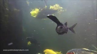 American Paddlefish Eating 2016 [upl. by Marvella321]