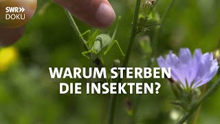 Der stumme Sommer  Warum sterben die Insekten  SWR Doku [upl. by Hsekin585]