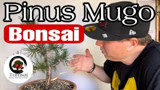 Pinus Mugo  Bergkiefer Bonsai 4323 [upl. by Denyse]