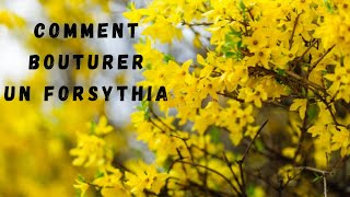 TUTO  COMMENT BOUTURER UN FORSYTHIA [upl. by Ardisi108]