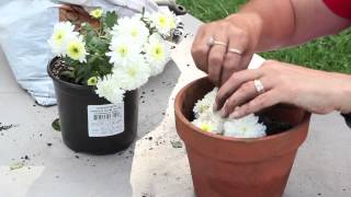 How to Propagate Mums by Cuttings  Planting amp Caring for Mums [upl. by Adnamar291]