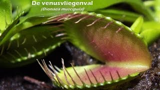 De venusvliegenval Dionaea muscipula en een lieveheersbeestje [upl. by Nivrad]