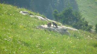 Marmottes à La Clusaz [upl. by Maxa]