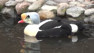 King Eiders [upl. by Notaes]