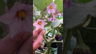 Brinjal Plants Full of Flowers amp Brinjals  Rooftop Gardening Success gardening rooftopgarden [upl. by Ekal]