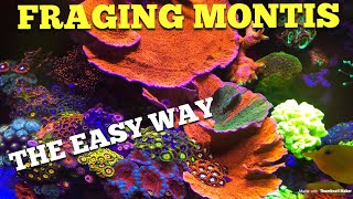 Fraging Montis 🤙🏼 The Easy Way [upl. by Anahsed]