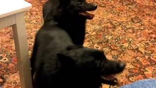 Schipperkes barking [upl. by Xel]