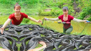 Harvesting A Lot Of Catfish Goes To The Market Sell  Take Care Vegetable  Phuong Daily Harvesting [upl. by Slavic]