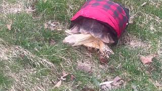 Stump Sulcata Tortoise 2yrs snow squall [upl. by Lerej620]