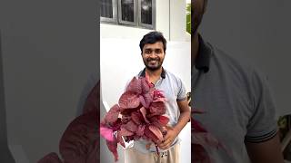 Red Amaranthus harvested from Terrace Garden terracegarderning terracegarden gardening [upl. by Neenwahs124]