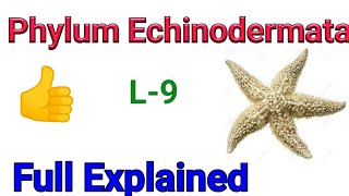 Animal kingdom Phylum Echinodermata  Echinoderms classification in Hindi  General character [upl. by Sol]